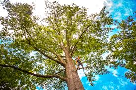 Best Tree Preservation Services  in Chillicothe, MO